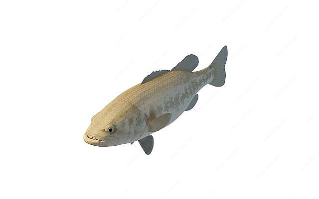 褐色鱼3D模型