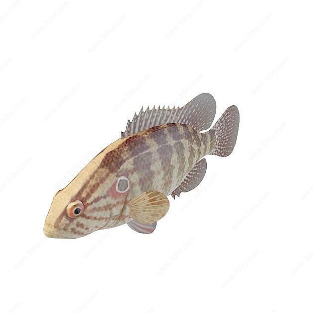 灰斑鱼3D模型