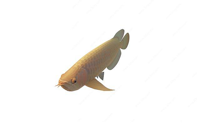 金鳞鱼3D模型