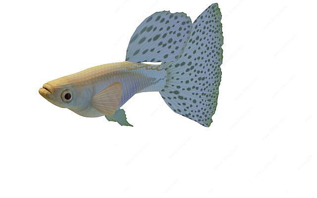 小花金鱼3D模型