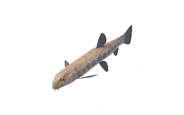 斑点鱼3D模型