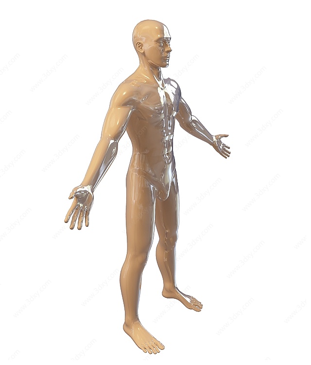 男人体模特3D模型