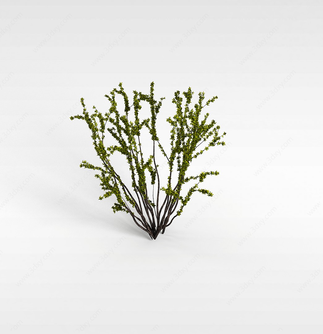 细枝灌木3D模型