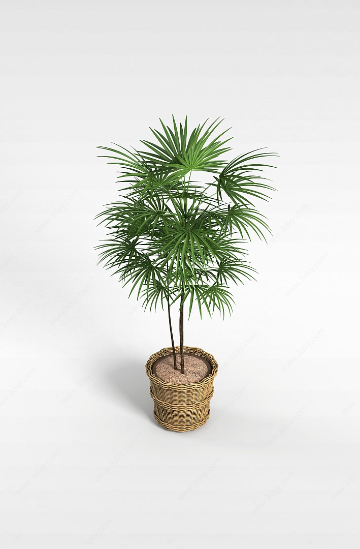 棕榈树盆栽3D模型