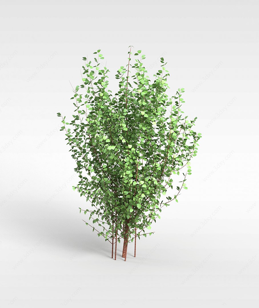 阔叶树苗3D模型