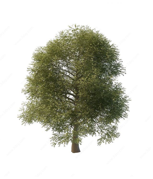 榆树3D模型