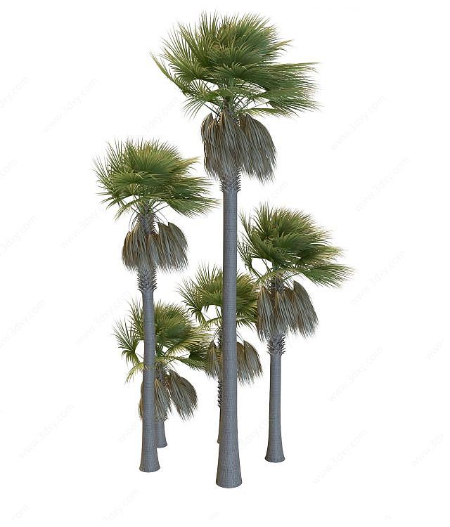 仿真棕榈树3D模型