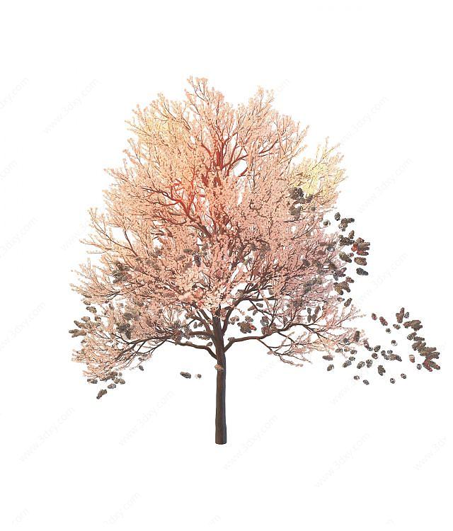 枫树3D模型