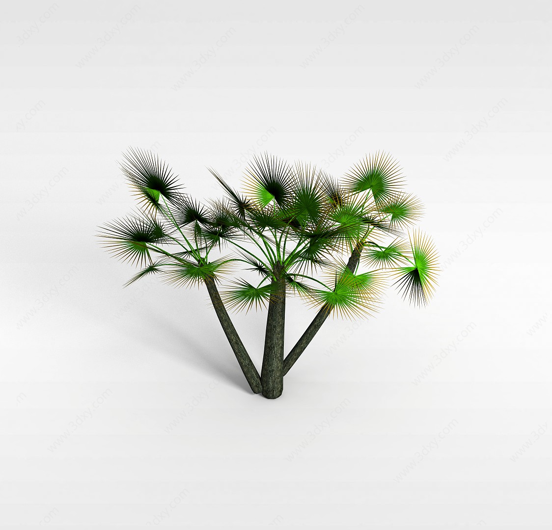 扇形棕榈树3D模型