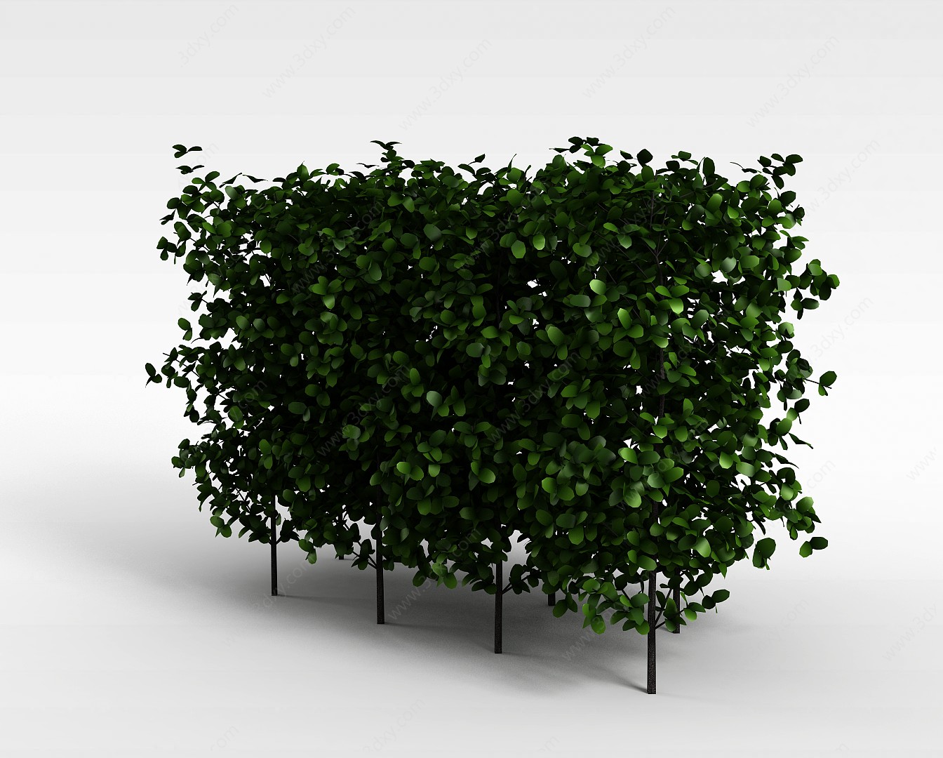 圆叶灌木3D模型