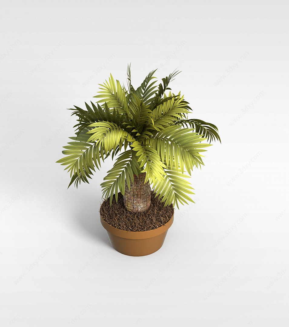 袖珍椰子树3D模型