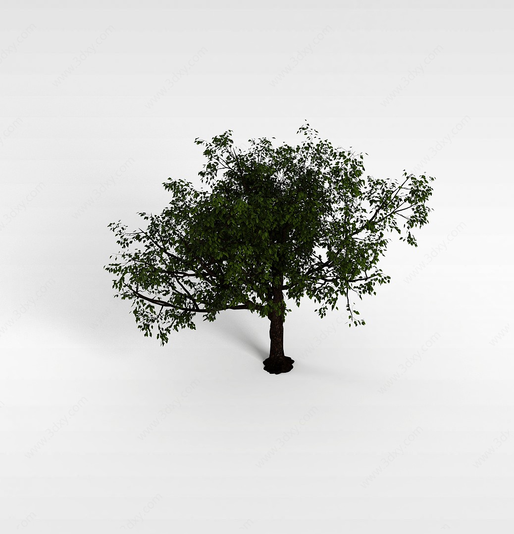 阔叶树3D模型