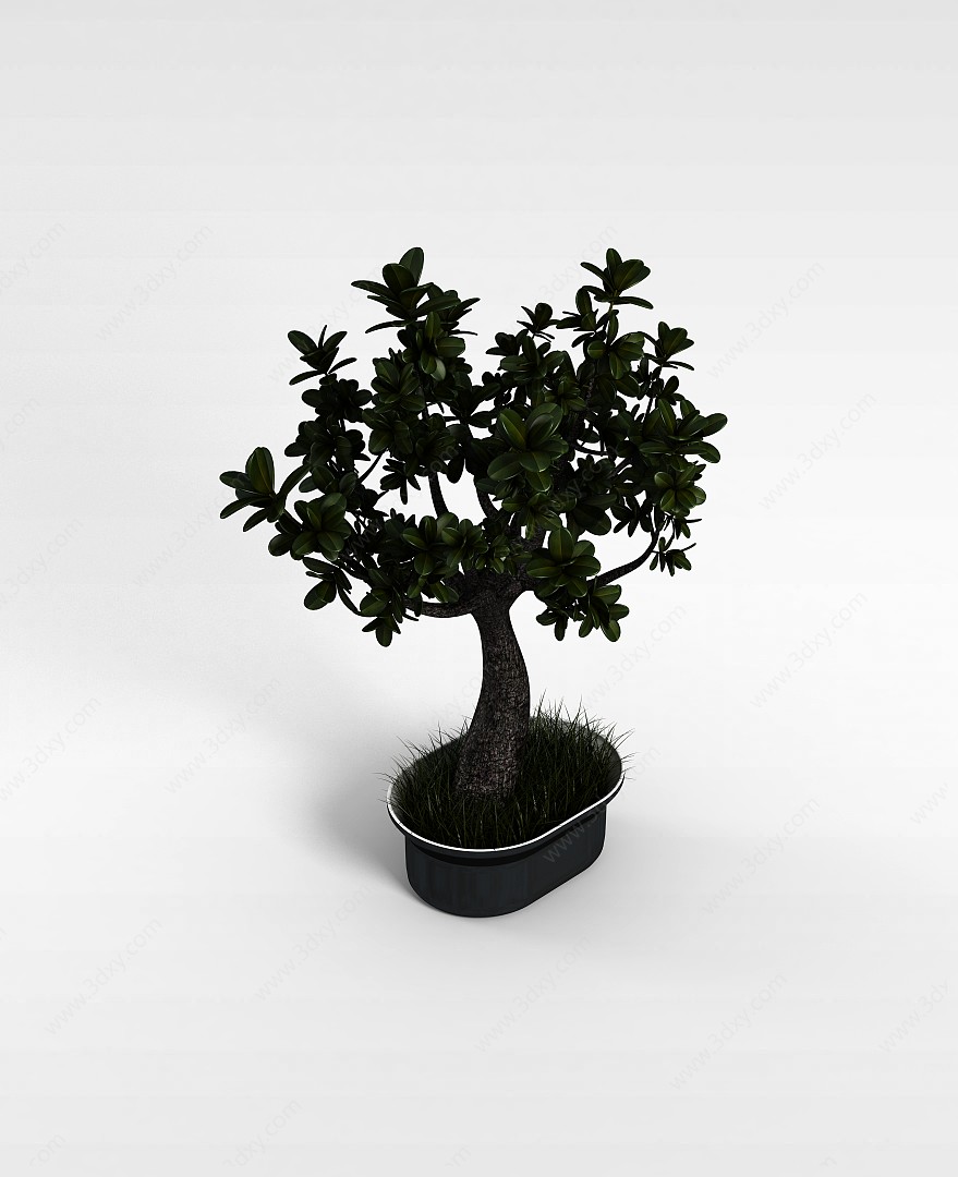 发财树3D模型
