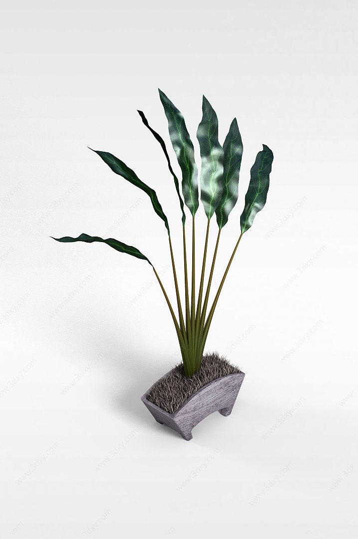 热带植物盆栽3D模型