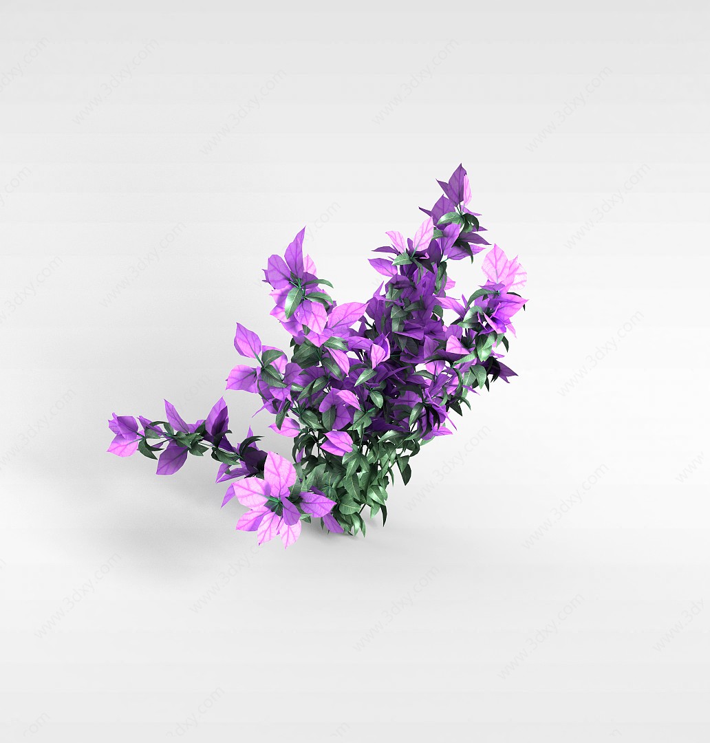 紫叶花草3D模型