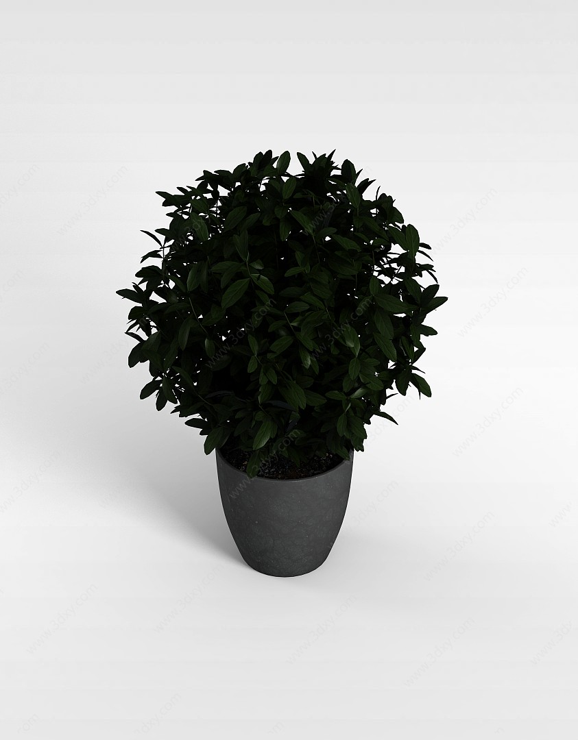 球形观叶植物3D模型