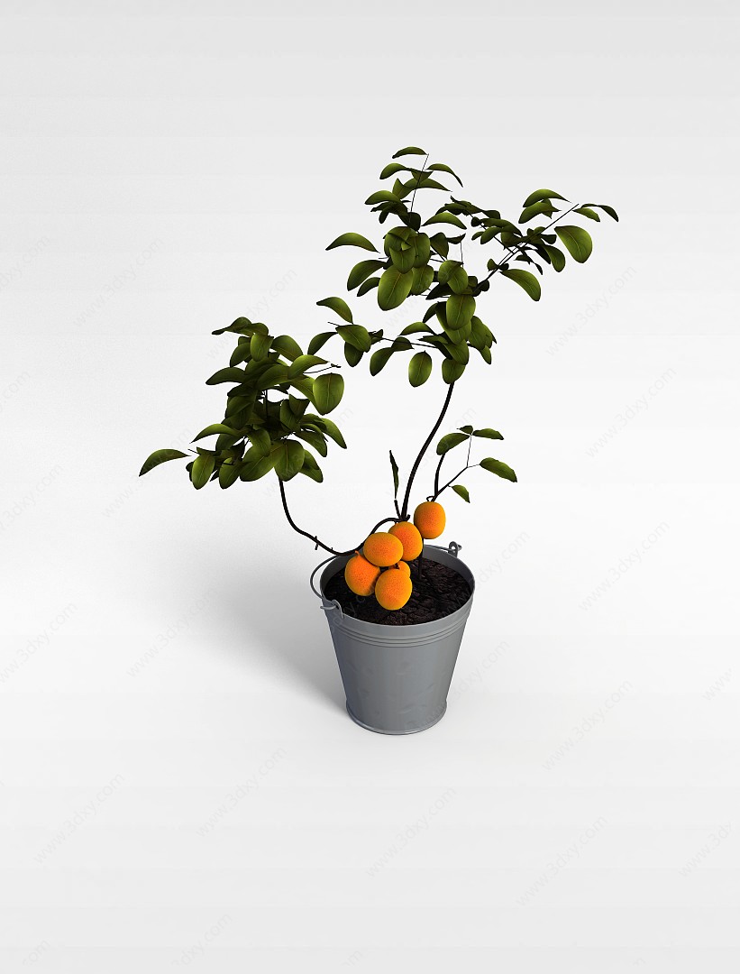 杏树盆栽3D模型