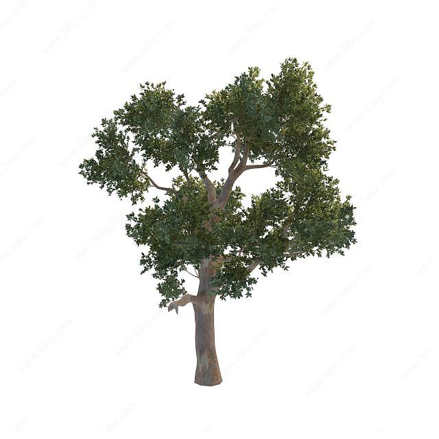 桉树3D模型