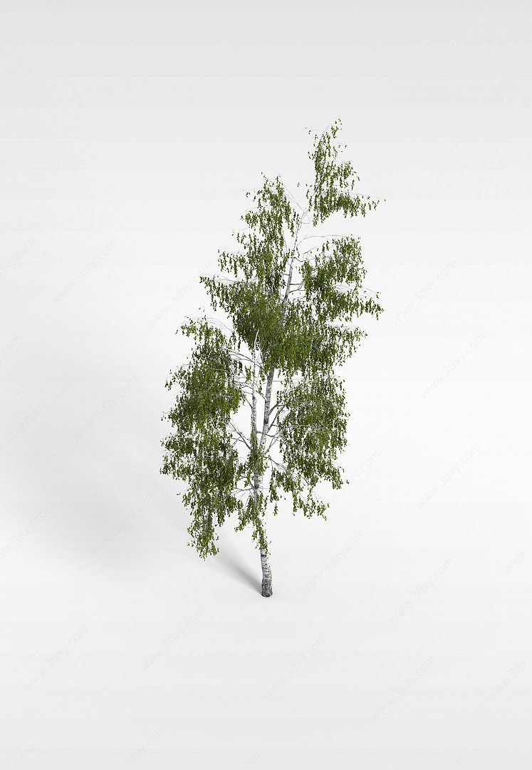 杨树苗3D模型
