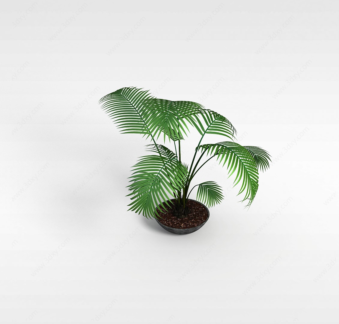 椰子盆栽3D模型