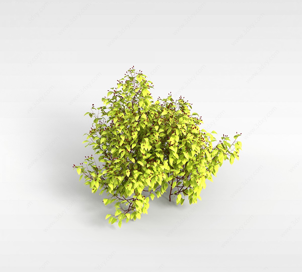枸杞树3D模型