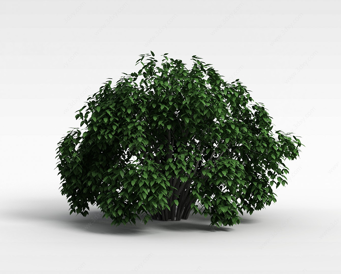 阔叶灌木3D模型