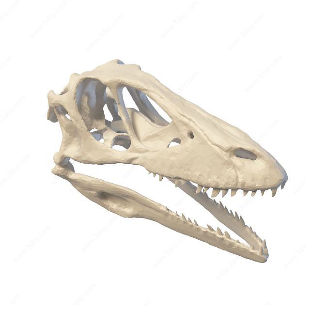 恐龙头骨3D模型