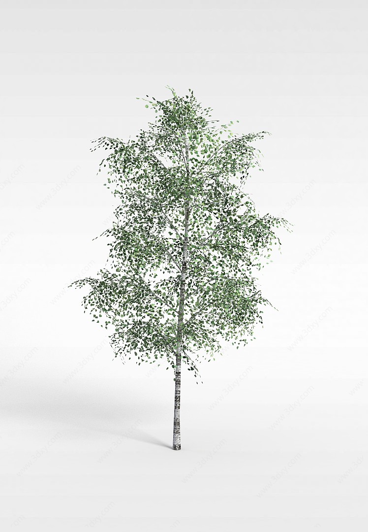 小杨树3D模型
