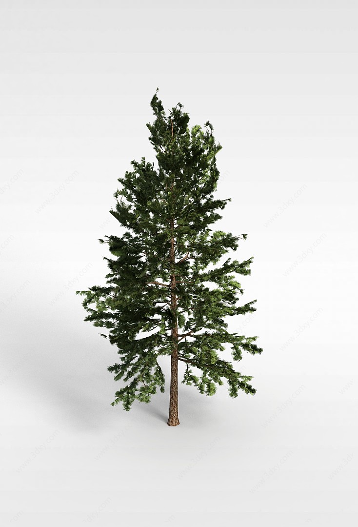 长青树3D模型