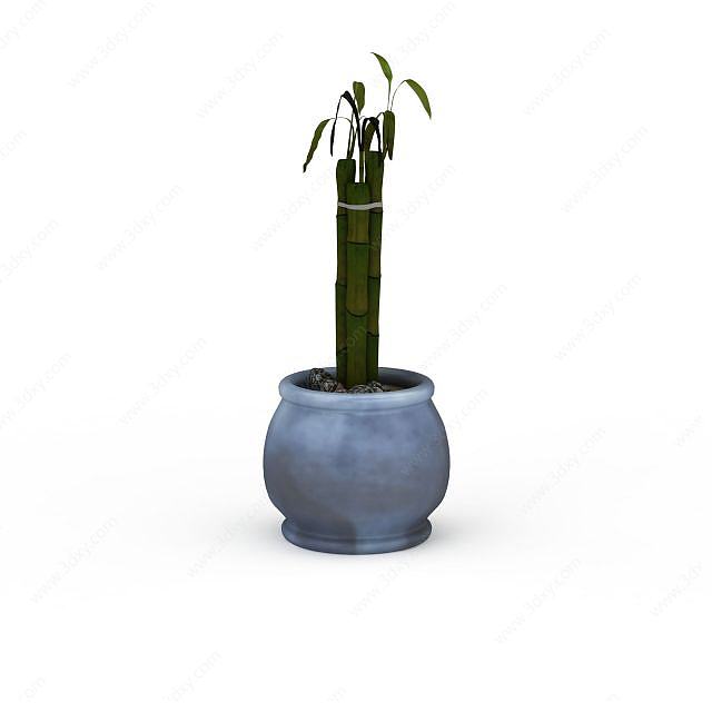室内富贵竹盆栽3D模型