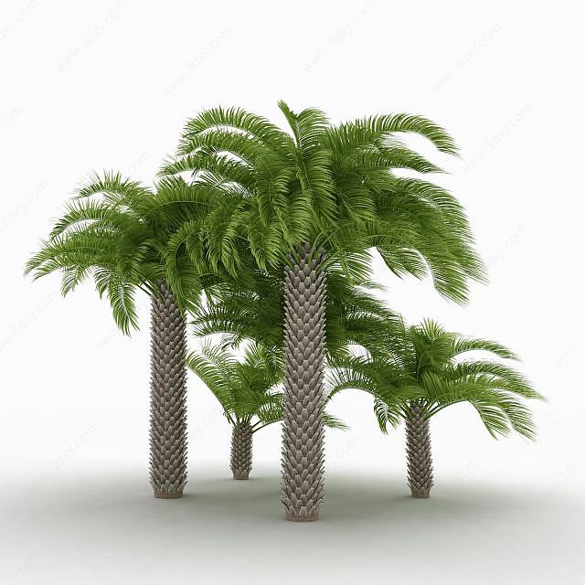 棕榈树林3D模型