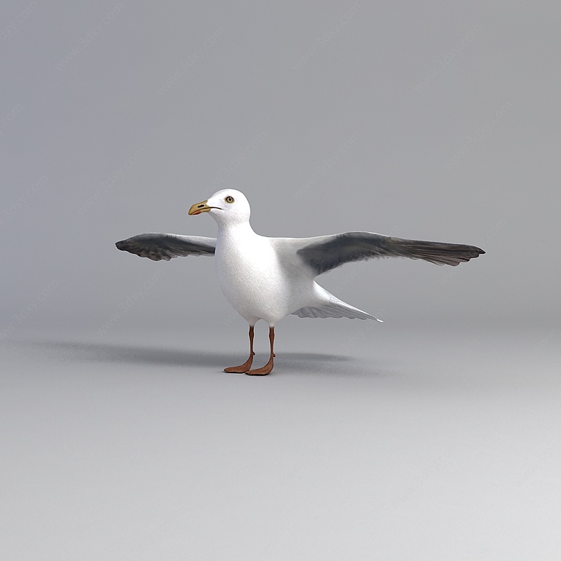 白色展翅鸽子3D模型