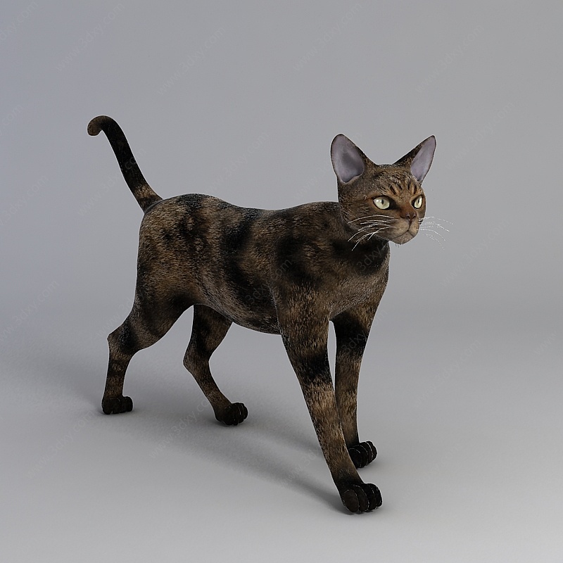 可爱灰色猫3D模型