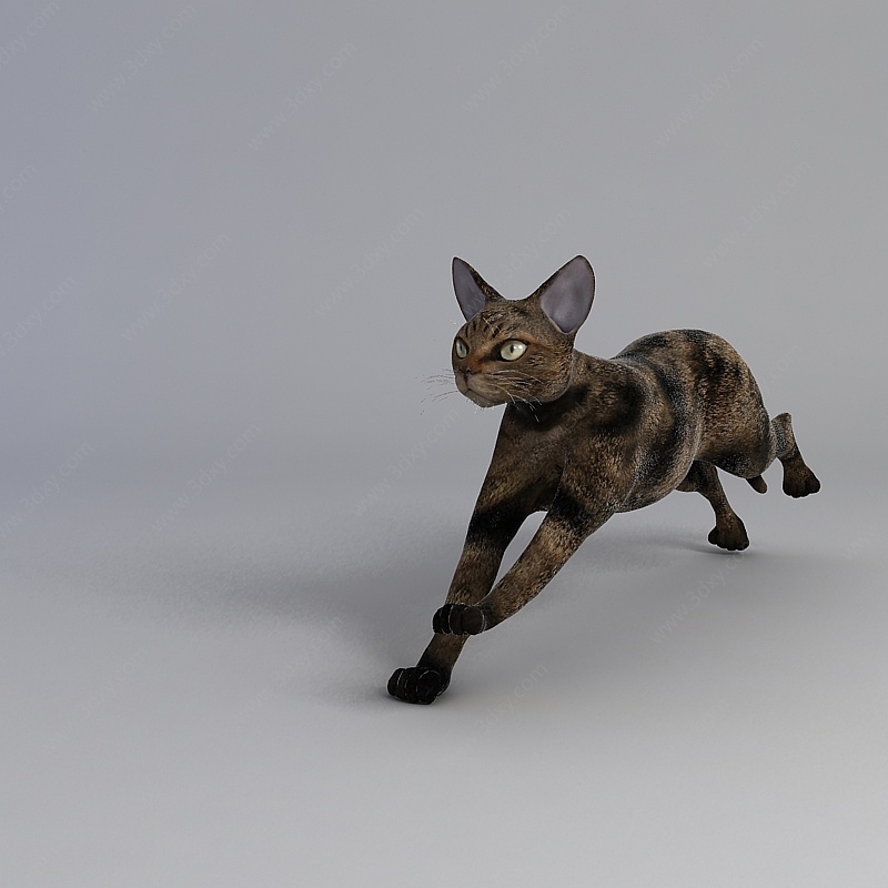宠物猫3D模型