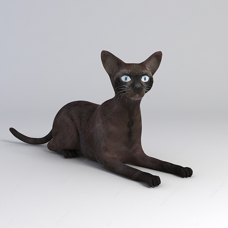纯黑家猫3D模型