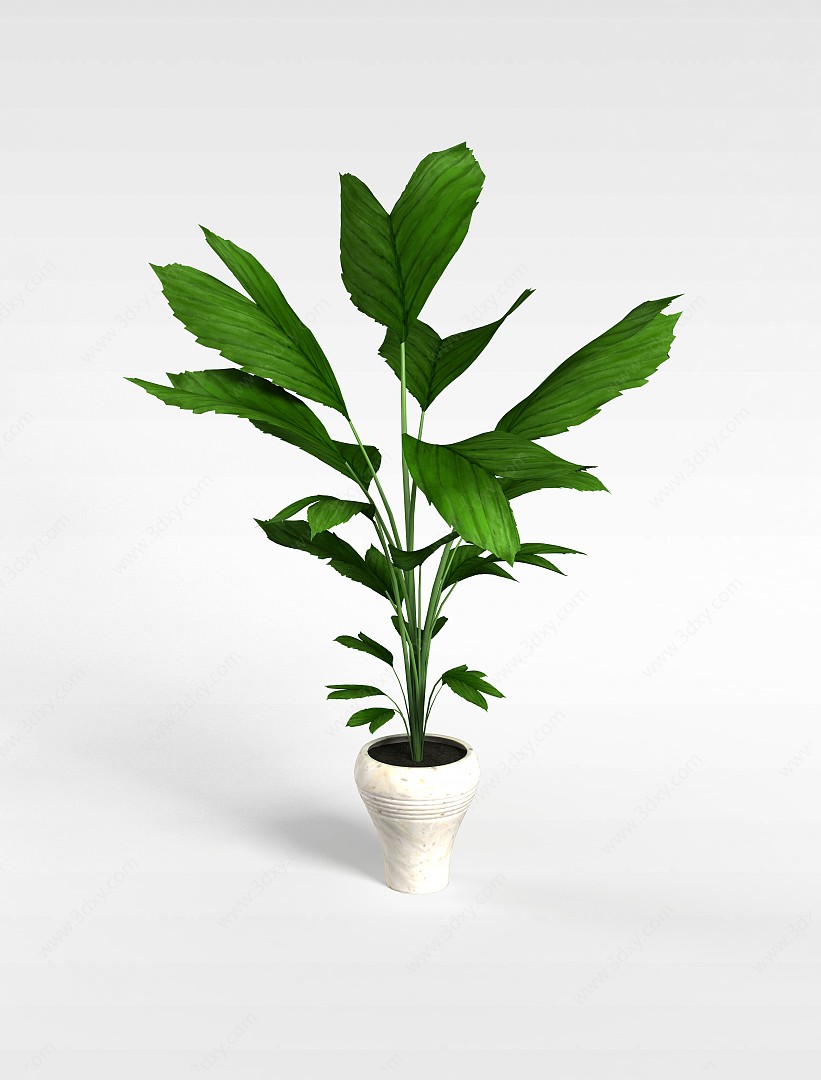 大叶绿色植物3D模型