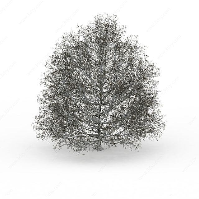 冬天大树冠树木3D模型