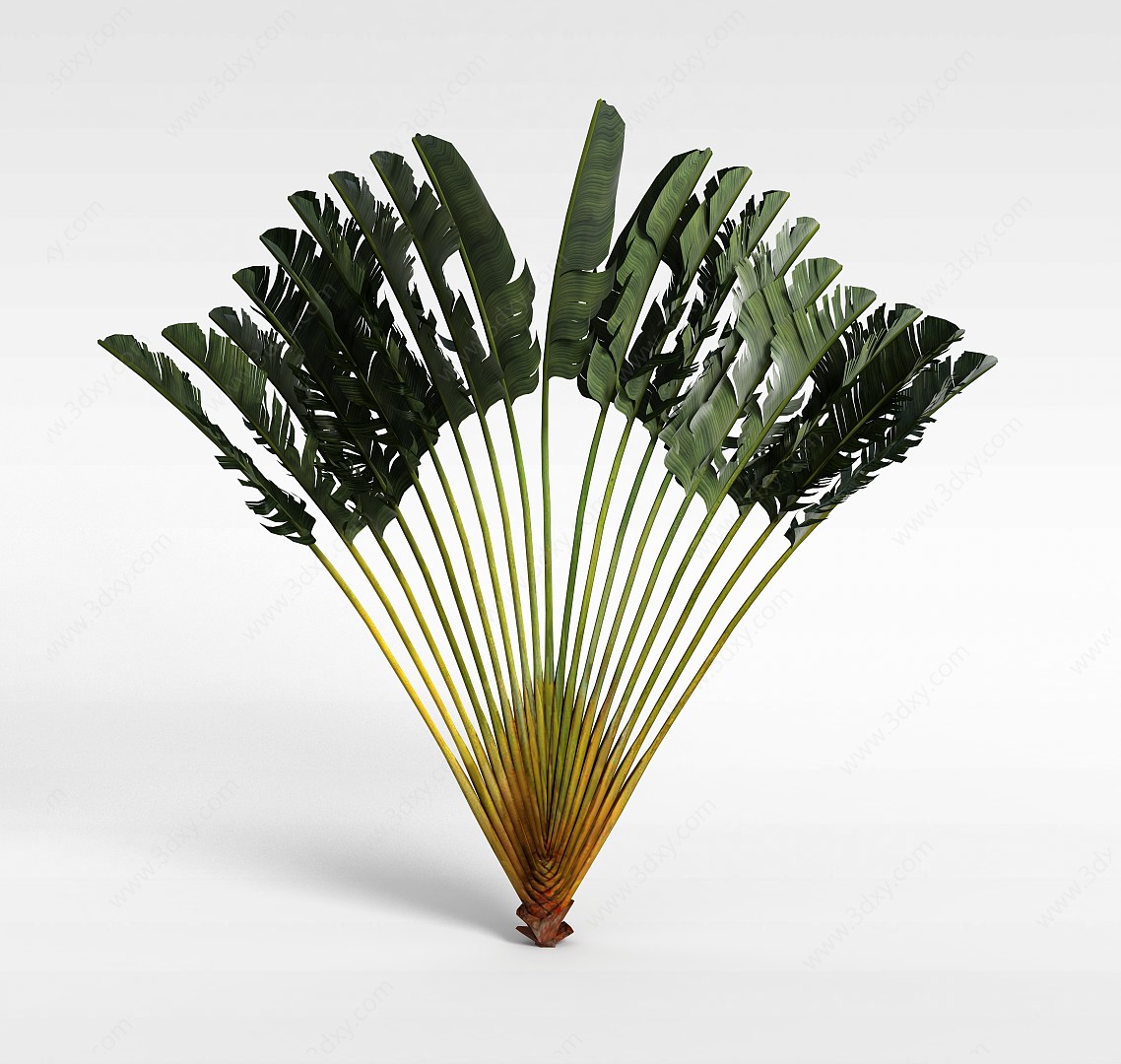 绿色蒲扇状植物3D模型