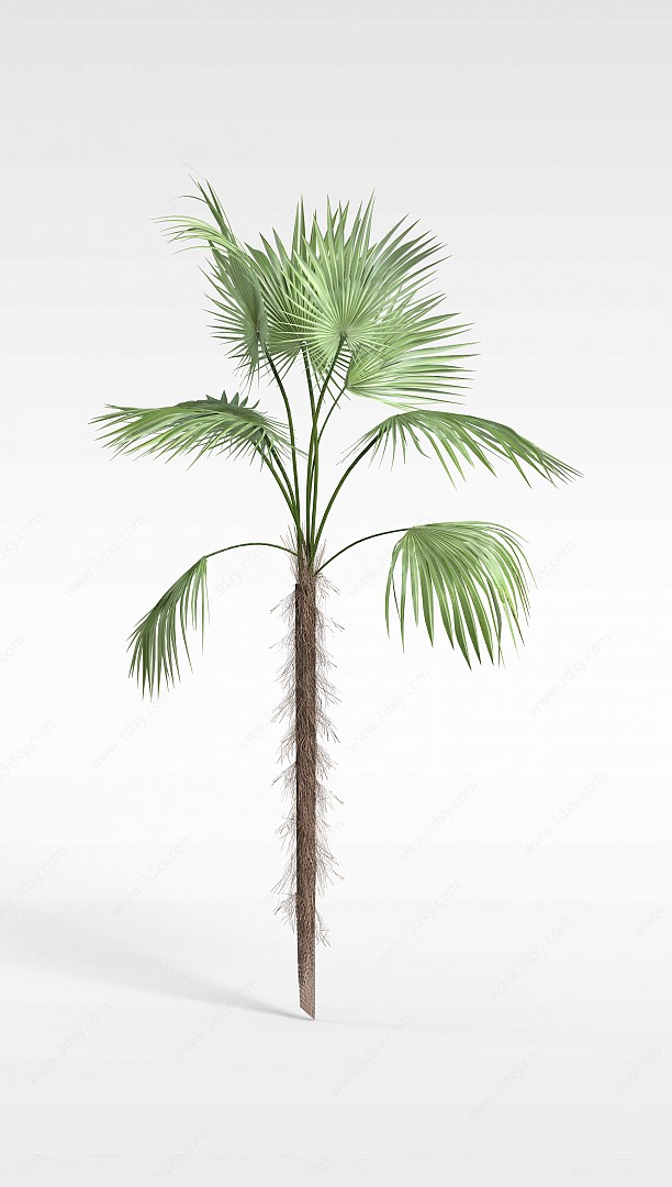 绿色棕榈树3D模型