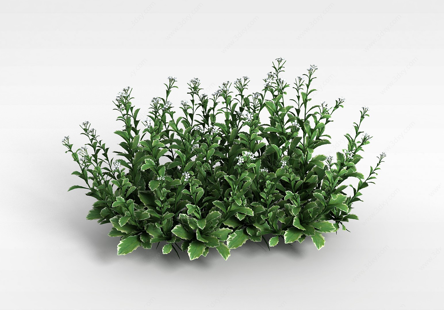 大叶白花植物3D模型