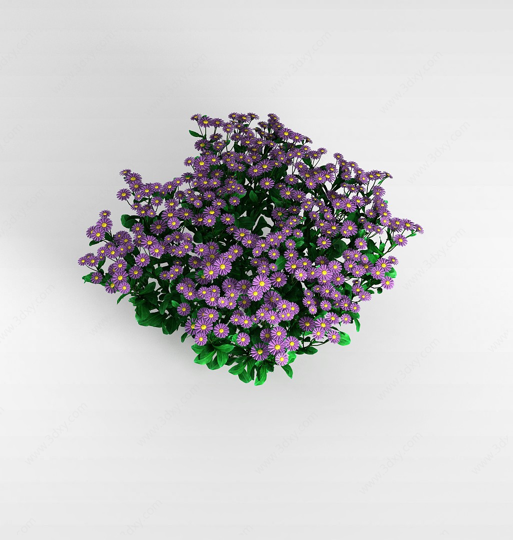 紫色雏菊3D模型