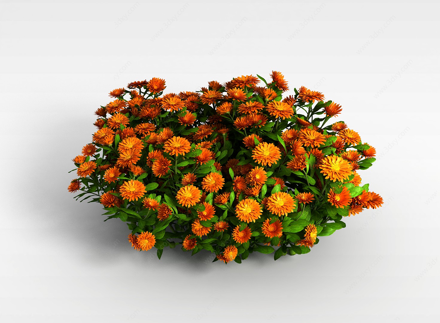 橘色花朵园艺植物3D模型