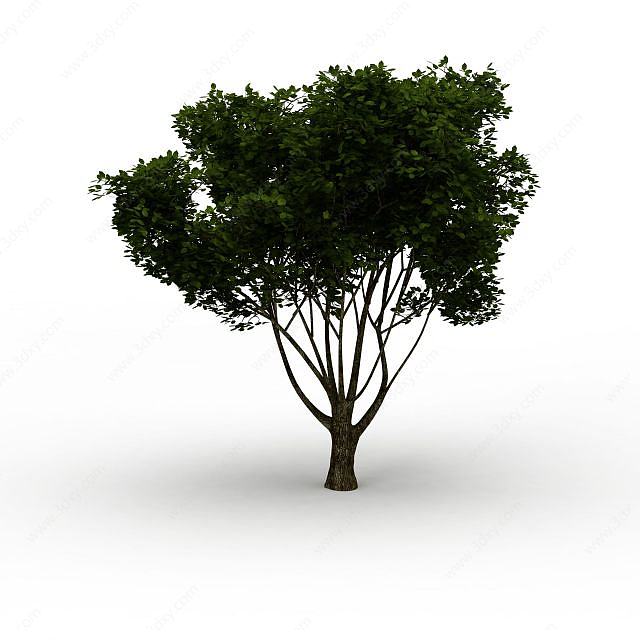 桂花树3D模型