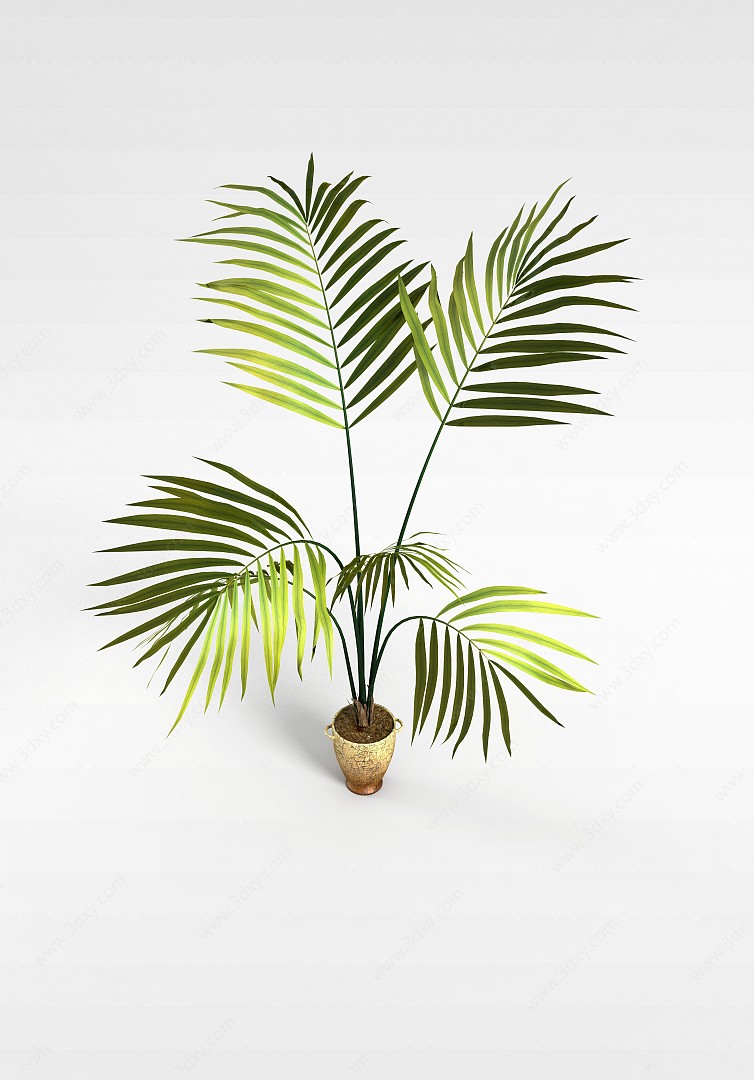 椰树盆栽3D模型