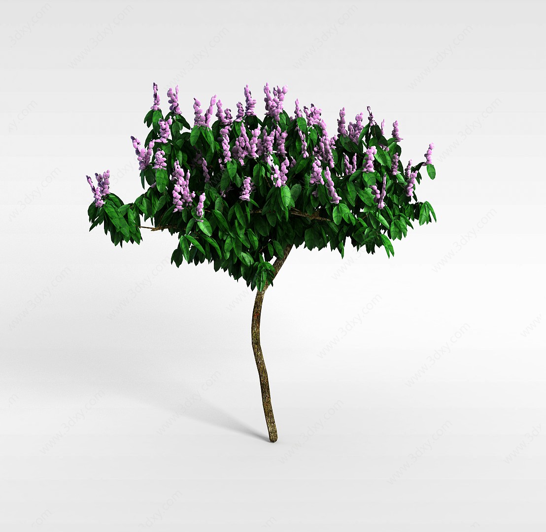 合欢树3D模型