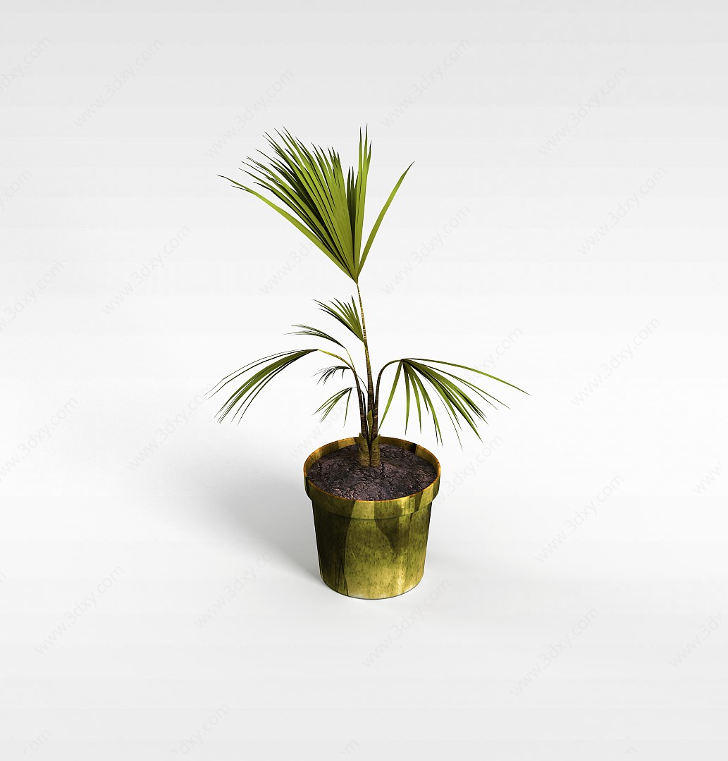 棕榈植物盆栽3D模型