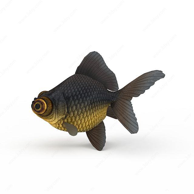 大眼睛鱼3D模型