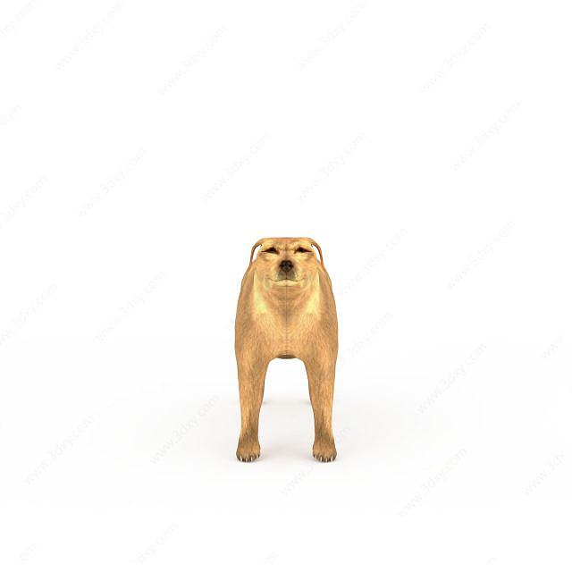 金毛寻回犬3D模型