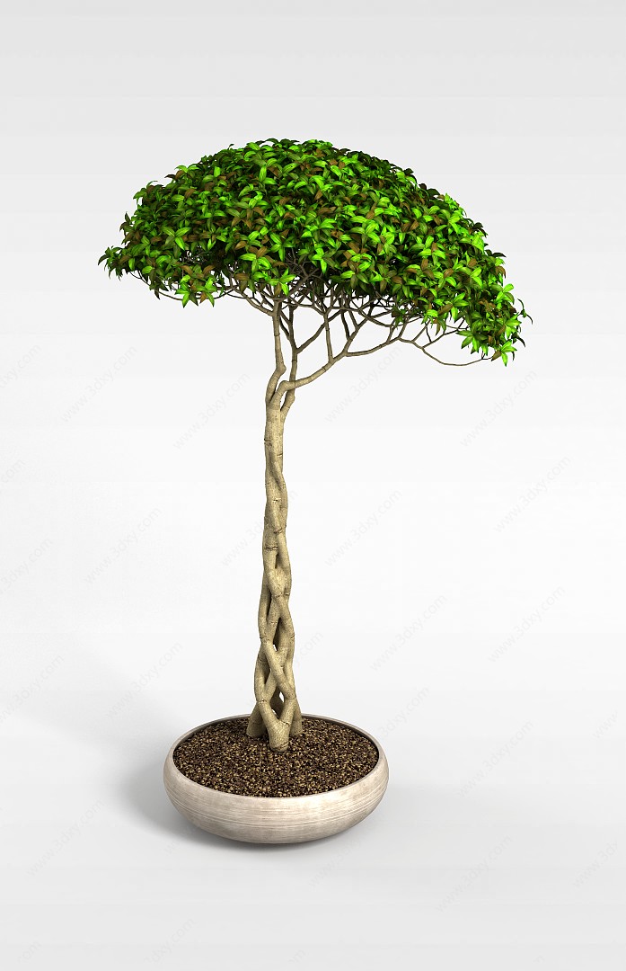 观赏植物3D模型