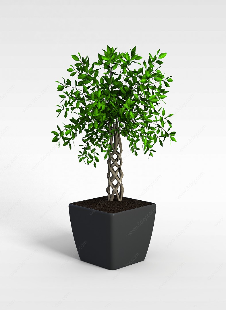 小树盆栽3D模型